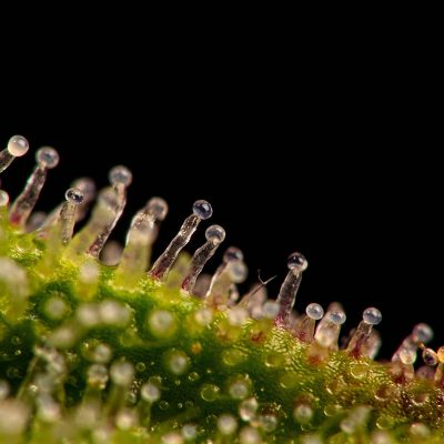 Enlarged ultra macro shot of nice cannabis trichomes on edge of a leaf from bud.